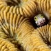 blenny_spinyhead_mog_jar_h_0150_cub1920.jpg